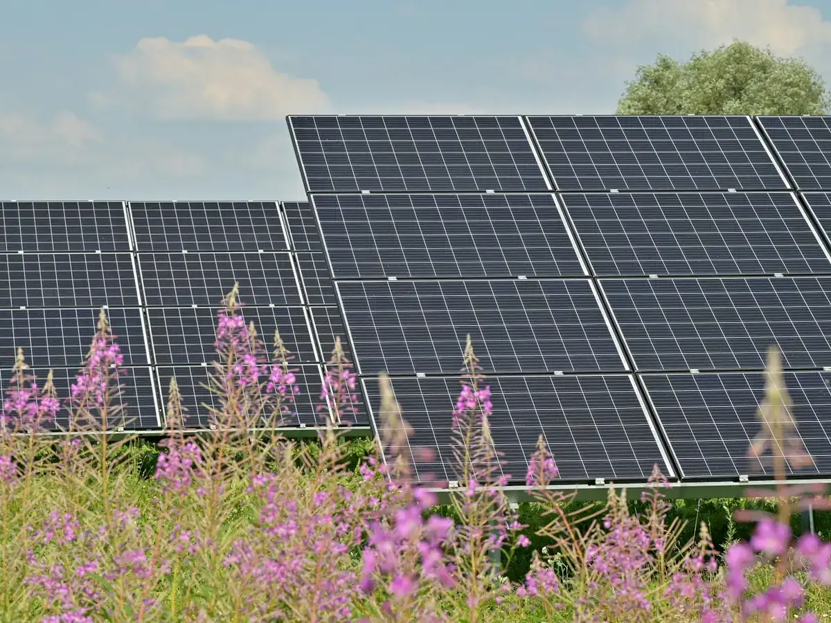 Zonnepanelen in de zomerzon achter bloeiend wilgenroosje